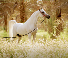 Al Adeed Al Shaqab ( Ansata Halim Shah x Sundar Alisayyah )